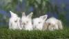 Vegan pregnancy tests and other eco wins this week
