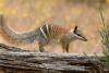 Once endangered, Australia’s numbat is making a hopeful recovery