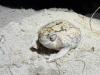 Desert rain frogs threatened with extinction in southern Africa