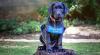 Guide dogs in training: What every South African should know