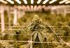Legal recreational weed might go away in Massachusetts. Tell us your thoughts.