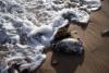 The Culprit Behind South Australia's Deadly Algal Bloom Might Be the Most Toxic Species Ever Tested, Scientists Say