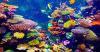 9 African Nations Made a Bold Pledge to Save the West Indian Ocean