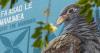 Samoa conservation group joins global bird network
