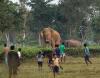 Chasing Wildlife: From the Golden Toad to Giant Elephants