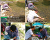 Sewage pollution, disease caused Panzath spring fish deaths: SKUAST-K