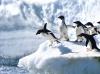 Penguin poop seen from space reveals Antarctica's changing food web