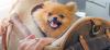 How Traveling With Pets Can Make Flying Less Stressful and More Enjoyable