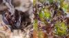 California researchers found fungi inside moss, and it may explain how plants first reached land