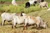 Togo, 12 African Countries Secure €60 Million for Pastoral Economy