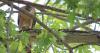 Bird Banter: Cheyenne summer bird banter: grosbeaks, turkeys, kites and Cooper’s hawks