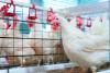 The real story behind Canadian eggs