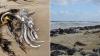 Algae behind South Australia’s ‘catastrophic’ coastal disaster identified as ‘toxic’. What does this mean