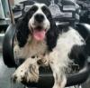 Imported Dogs Could Have Disease