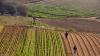 Sub-Saharan Africa may well become world’s solution to agriculture land shortages, BMI says