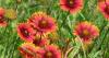Matthew Stevens: Blanket flower thrives in hot, sunny weather