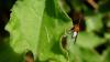 There’s a hunt for undiscovered insect species. In New York City