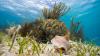 Scientists use AI to produce first high-resolution map of global seagrass extent