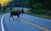 ‘Only in Alaska’: Bull Moose Passes Motorcycle on Highway