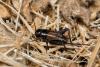 Hawaiian crickets evolved to become silent to survive a deadly fly