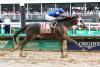 Derbies in Iowa and Indiana mark weekend horse racing