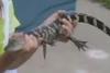 Escaped alligator captured after a month on the loose in Indiana
