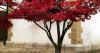 Gardeners with Japanese maples need to add 1 simple item to the soil or risk 'dieback'