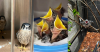 Urgent need at Alabama Wildlife Center: 4 ways you can help