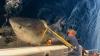 'Biggest great white shark ever' resurfaces - and could be near tourist hotspot