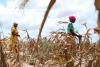 Global warming already causing crop losses of over $20 billion a year