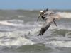 MIT researchers study avian mechanics to build robot that can dive, swim and fly