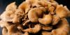 Daily maitake mushroom consumption may boost memory in older adults