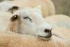 Regulations governing the importation of animals and animal products