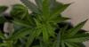 Local enforcers react to Virginia’s new legal marijuana market bill