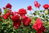 Russia destroys 39,200 Armenian roses seized at Belarus border
