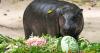 Thai zoo celebrates famous pygmy hippo's second birthday