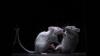 Japanese scientists identify neural mechanism that may explain why we dislike people