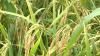 Chinese Ambassador optimistic about Barbados’ rice industry