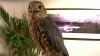Nebraska Raptor Center works to save endangered birds in 1996