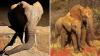 Kenya's dry season draws former orphan elephants back to rescue unit — with babies and grandbabies