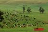 South Africa to allow private foot-and-mouth vaccine imports