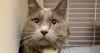 Nonprofit Alaska SPCA is now Alaska PAWS