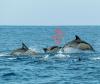 The 4 Best Places to Spot Dolphins Along New Jersey's Coast