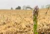 Michigan asparagus wraps successful 2026 season betting on digital-first approach to boost consumer demand