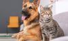 Seven in ten landlords still say no to pets despite new rules - here's where it's hardest to find a pet-friendly home
