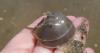 Ocean Views - Community Science answers: Why are there sooooo many horseshoe crab shells along the shores of GSP?