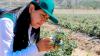 Peruvian blueberry export volumes to drop this season