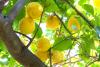Trombolotto lemons: An historic Italian legacy ready to be squeezed