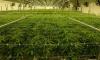 Virginia Cannabis Budget Language Triggers Legal Confusion, Political Fallout (7-10-2026)