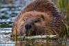 Beavers brought a volcanic wasteland back to life. Now it’s under threat